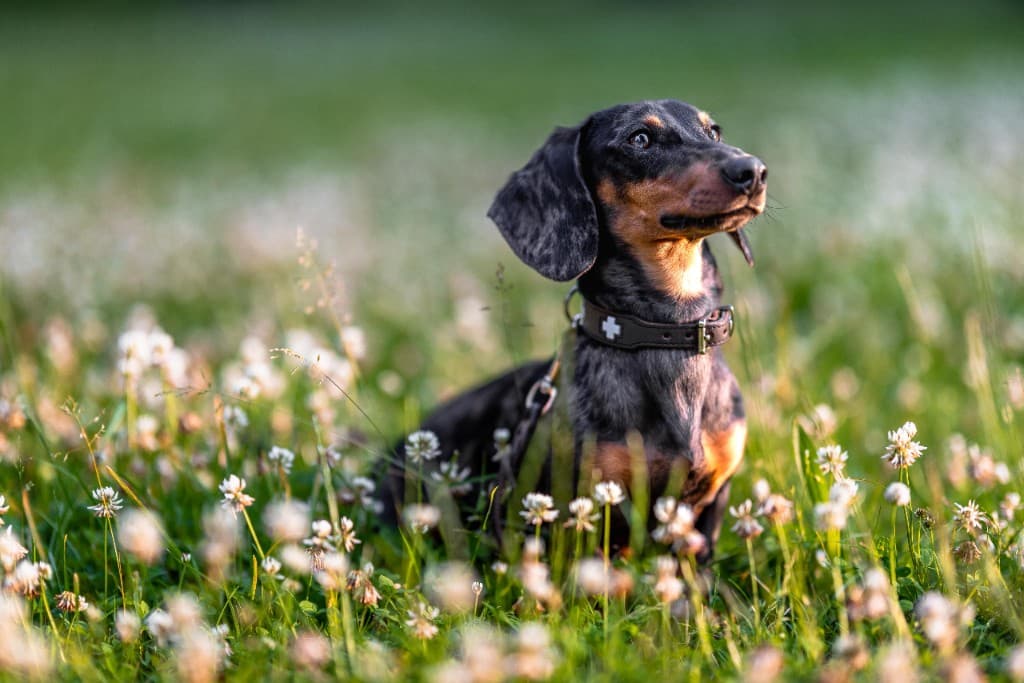 Louis, ein Dackel, sitzt auf einer Wiese voller Klee.